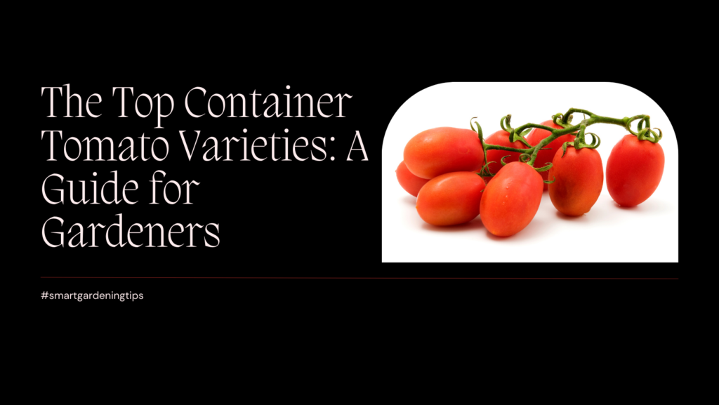 Top container tomato varieties
