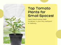 Top tomato plants for small spaces