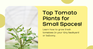 Top tomato plants for small spaces