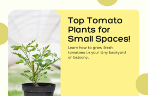 Top tomato plants for small spaces