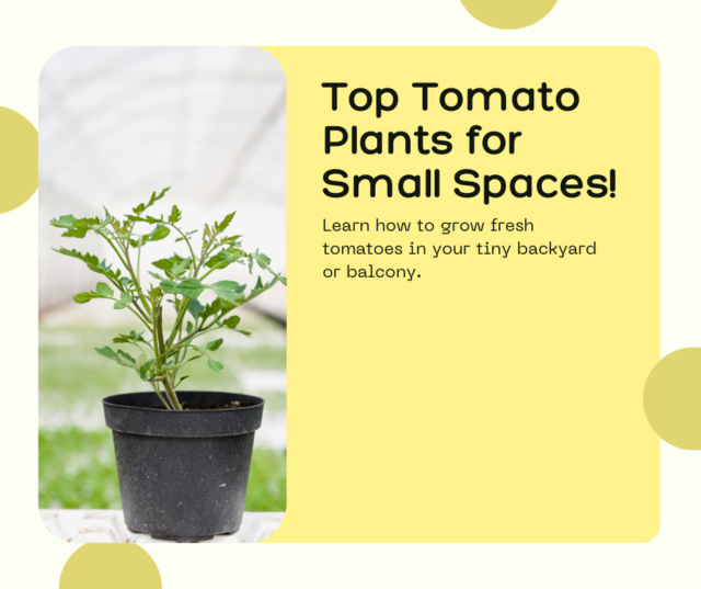 Top tomato plants for small spaces