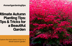 Explore the best plants & tips for a vibrant autumn garden.