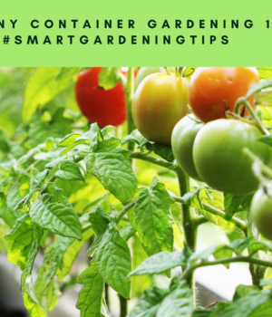 Learn how to transform small spaces into thriving gardens.