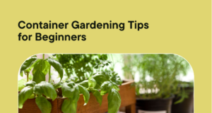 Container gardening is a great way to grow plants in small spaces. Learn how to get started with our beginner tips.