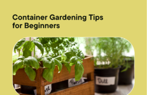 Container gardening is a great way to grow plants in small spaces. Learn how to get started with our beginner tips.