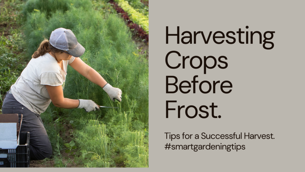 Learn how to protect your crops from unexpected frost and maximize your harvest.