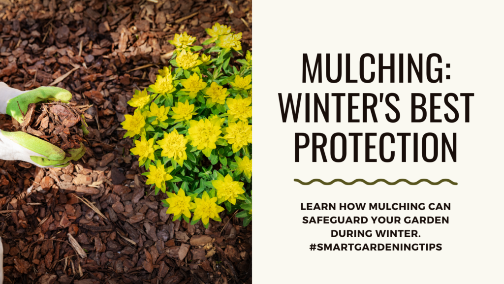 Learn how mulching can safeguard your garden during winter.
