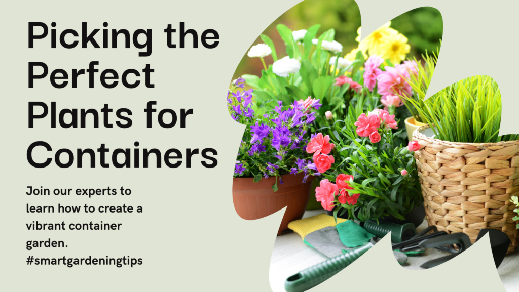 earn how to create a vibrant container garden with the right plants
