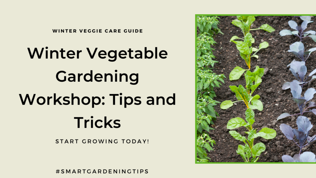 Learn how to plant and care for winter vegetables at home.