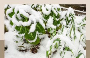 Grow Your Best Winter Garden