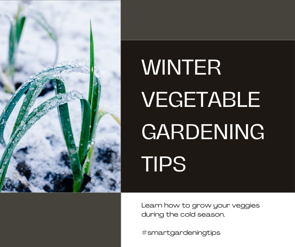 Learn how to grow your veggies during the cold season.
