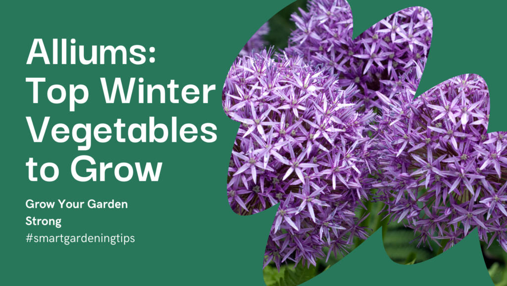 Explore the beauty of growing alliums in your winter garden.