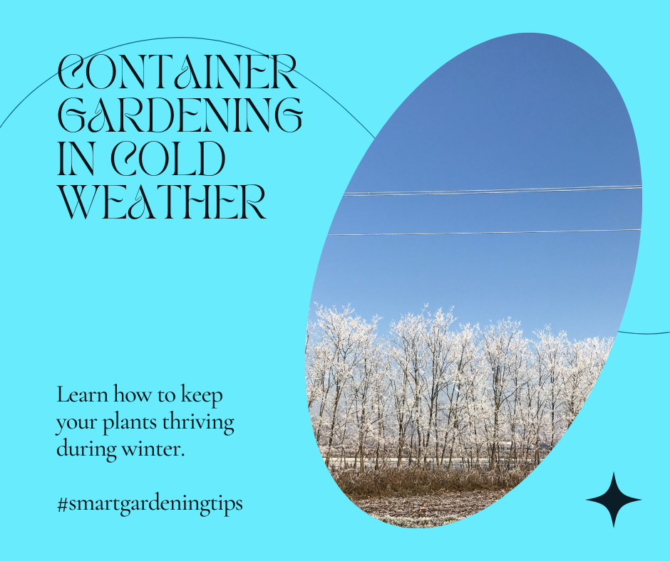 Learn how to keep your plants thriving during winter.
