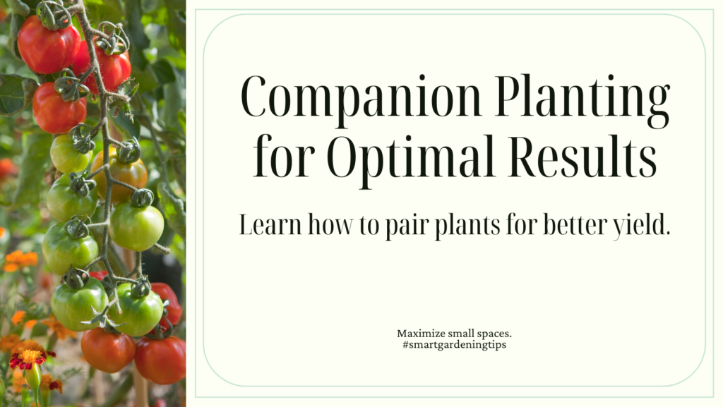 Another way to maximize the productivity of your container garden is through companion planting. Companion planting involves strategically pairing plants that benefit each other in some way, such as preventing pests or enhancing nutrient absorption. For example, planting marigolds alongside your vegetables can help deter harmful insects and improve overall plant health.