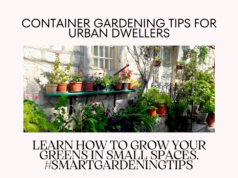 Learn how to grow your greens in small spaces.