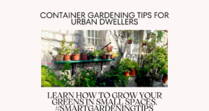 Learn how to grow your greens in small spaces.