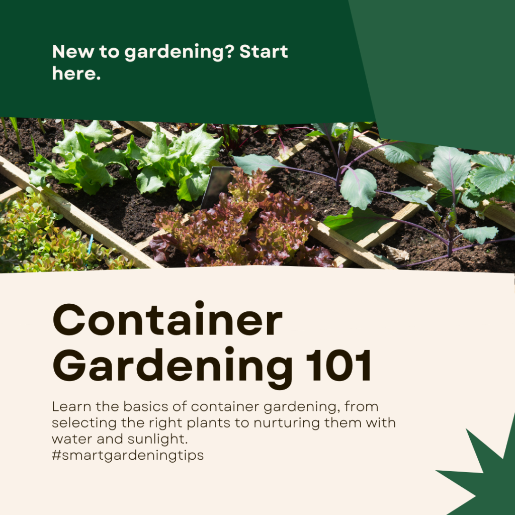 Learn the basics of container gardening, from selecting the right plants to nurturing them with water and sunlight.
