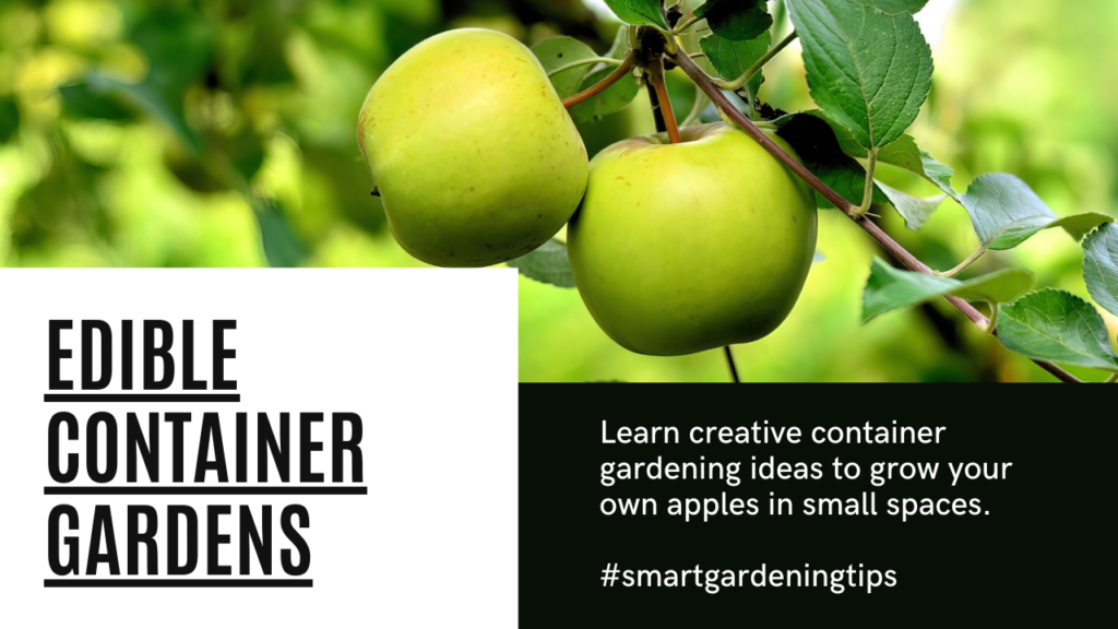 Learn creative container gardening ideas to grow your own apples in small spaces.