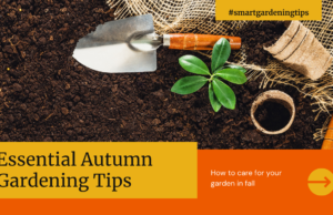 How to care for your garden in fall