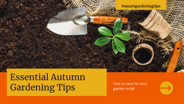 How to care for your garden in fall