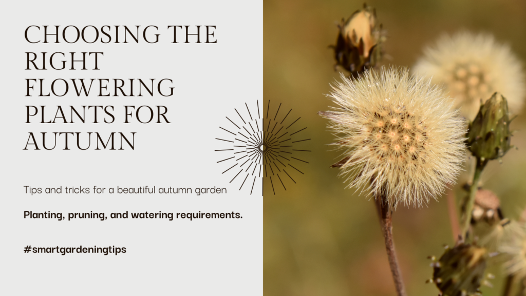 Choosing the Right Flowering Plants for Autumn