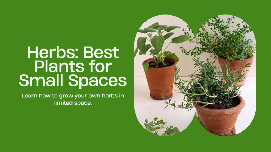 Learn how to grow your own herbs in limited space.