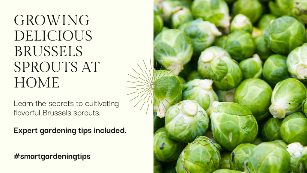 Learn the secrets to cultivating flavorful Brussels sprouts.