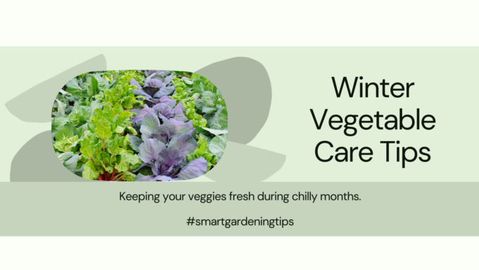 Keeping your veggies fresh during chilly months.