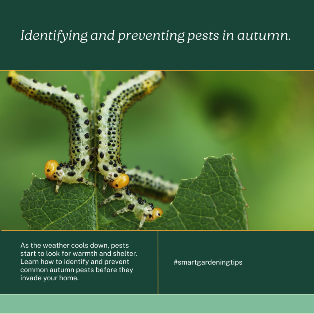 As the weather cools down, pests start to look for warmth and shelter. Learn how to identify and prevent common autumn pests before they invade your home.