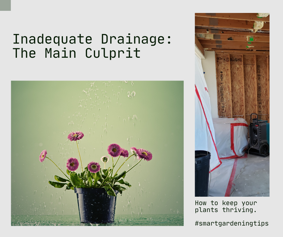 How to keep your plants thriving with the right drainage in containers
