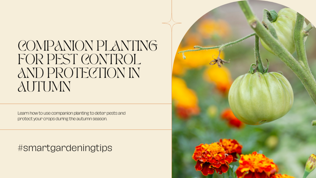 Learn how to use companion planting to deter pests and protect your crops during the autumn season.