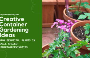 Grow beautiful plants in small spaces!