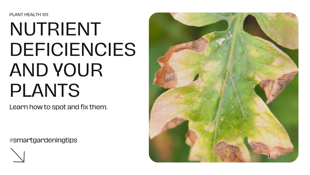 Learn how to identify and treat common deficiencies to keep your plants healthy.