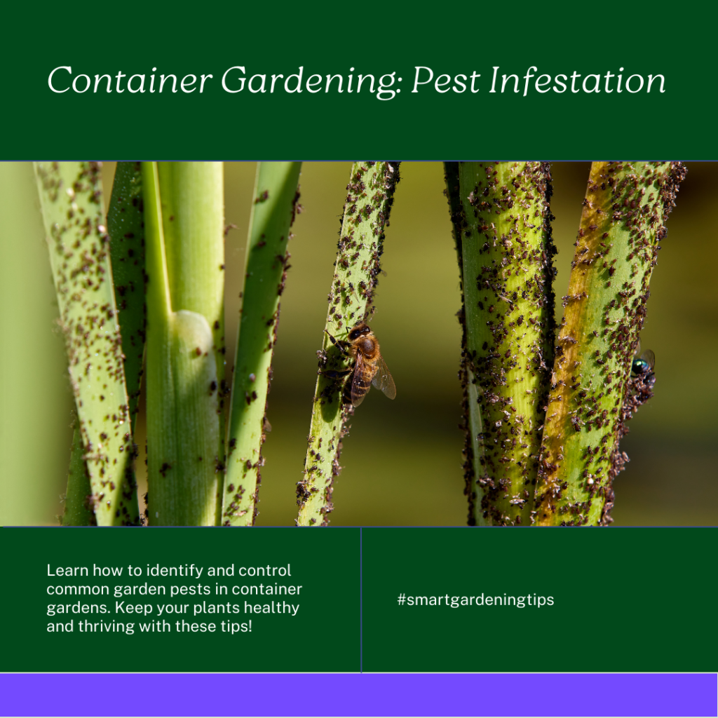 Learn how to identify and control common garden pests in container gardens. Keep your plants healthy and thriving with these tips!