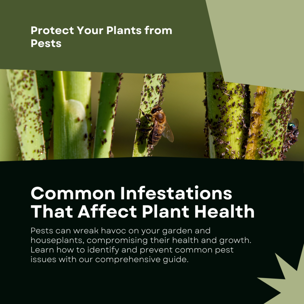 Pests can wreak havoc on your garden and houseplants, compromising their health and growth. Learn how to identify and prevent common pest issues with our comprehensive guide.