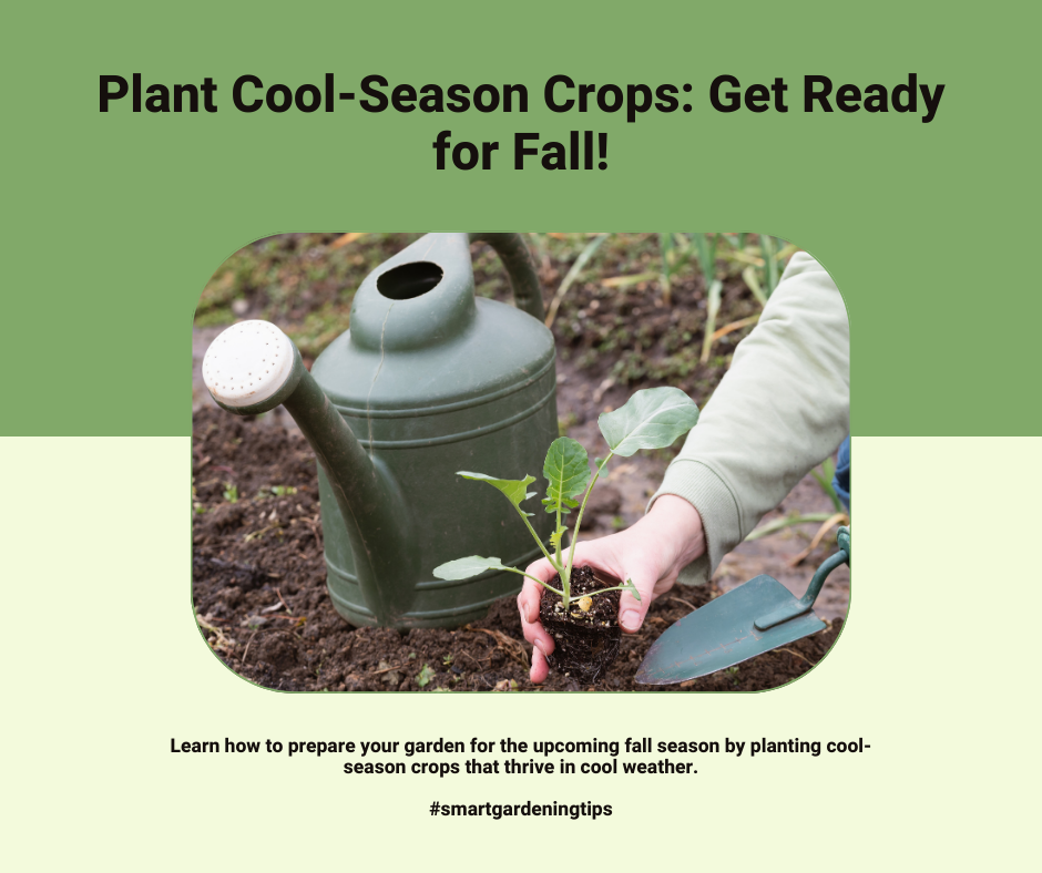 Learn how to prepare your garden for the upcoming fall season by planting cool-season crops that thrive in cool weather.
