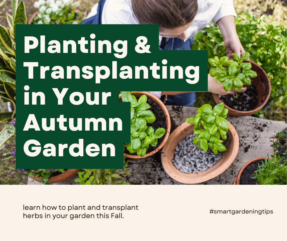 learn how to plant and transplant herbs in your garden this Fall.