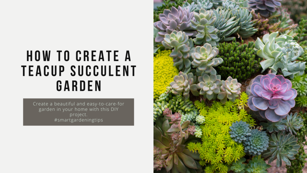 Create a beautiful and easy-to-care-for garden in your home with this DIY project.
