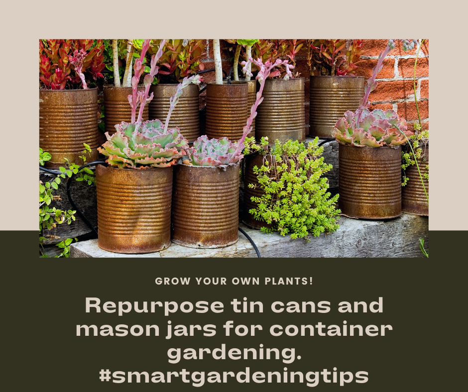 Repurpose tin cans and mason jars for container gardening.
