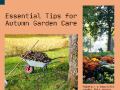 Learn how to properly care for your garden during the fall season.
