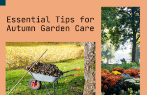 Learn how to properly care for your garden during the fall season.