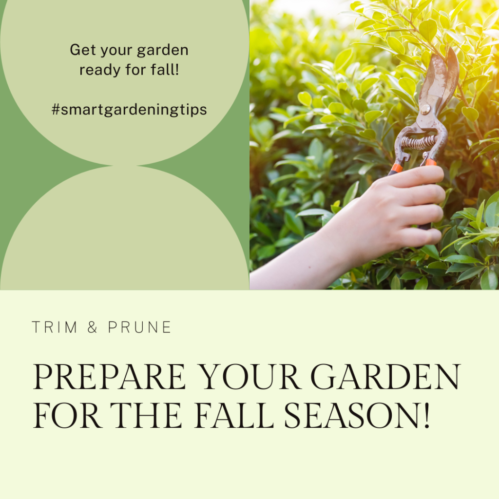 Trim back overgrown branches and remove any dead or diseased foliage. Pruning will promote healthy growth and shape your plants for the coming season.