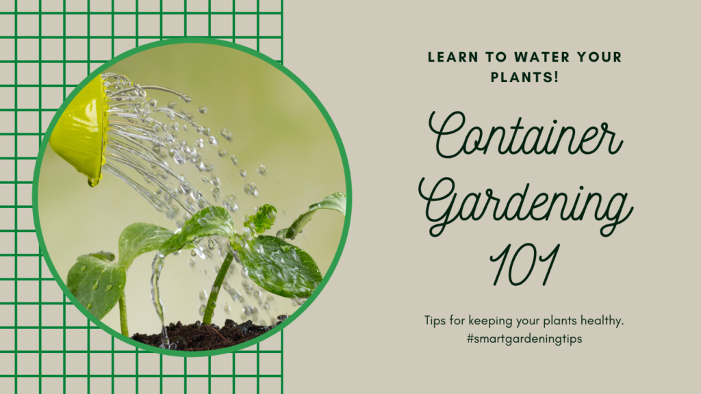 Learn to water your plants. Tips for keeping your plants healthy.