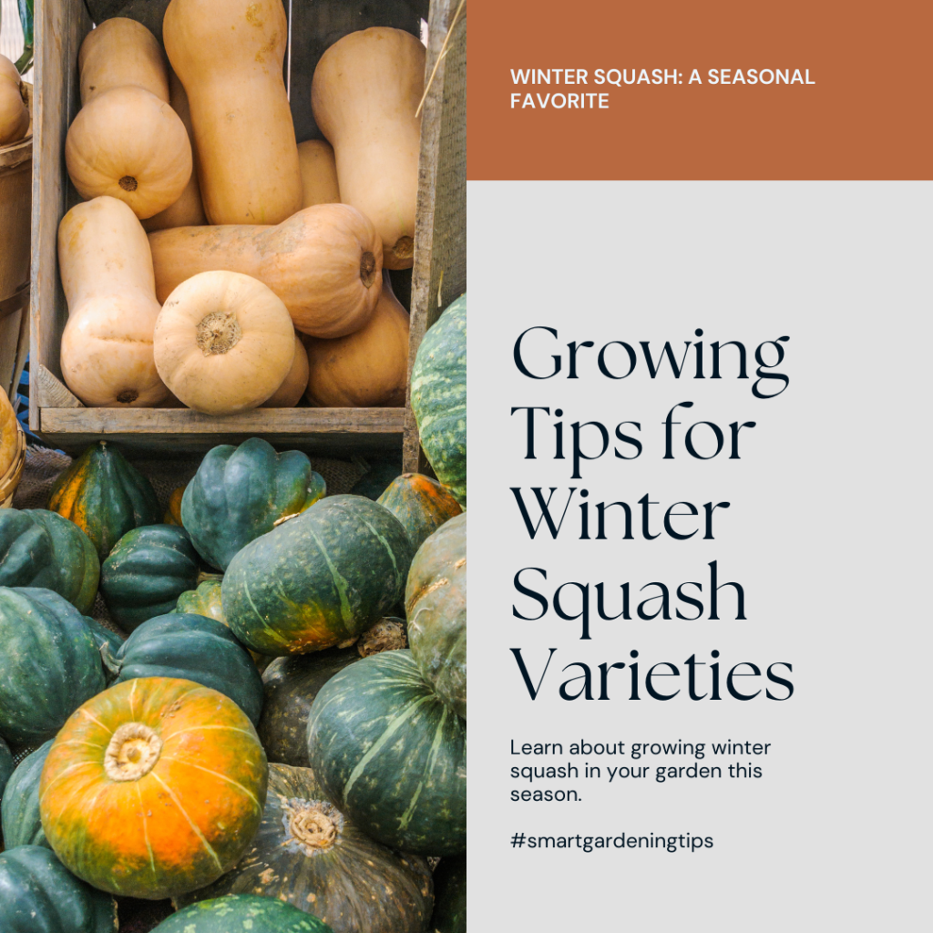 Learn about growing winter squash in your garden this season.
